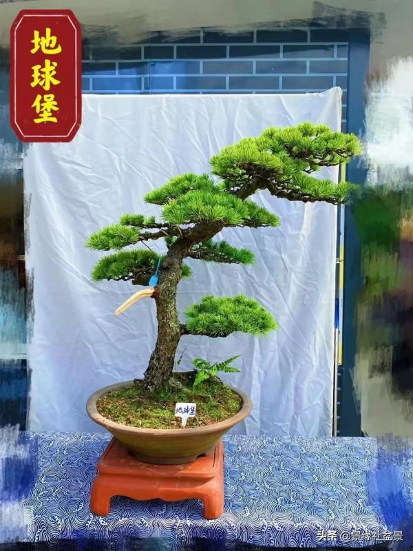 松盆景園永遠是最經典的，也是最多人喜歡的