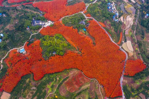 又到一年賞楓時