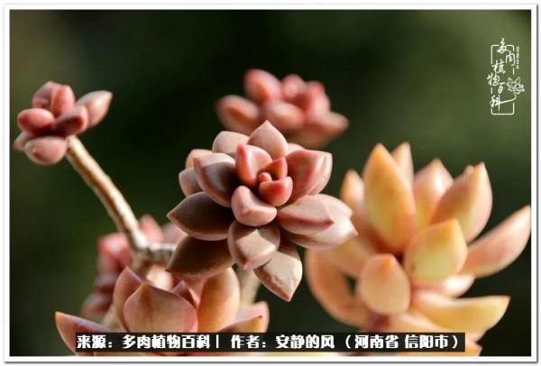 陽臺多肉黨的幸福生活 陽臺多肉黨的幸福生活