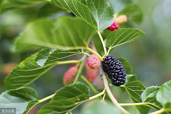 6種常用於斑禿早禿、脫髮、少白頭的中成藥，建議收藏