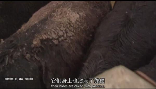 美國人為何越窮越胖？這就是美國食物的生產方式，看吐了！紀錄片