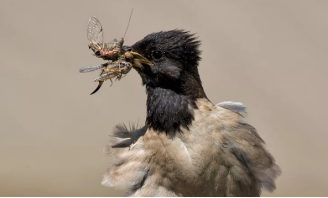 世界第一大蟲災，20萬隻粉紅椋鳥到達新疆後，滅蝗大戰就開始了