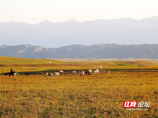 帶你看看網友鏡頭下“那拉提養蜂女”生活的草原有多美