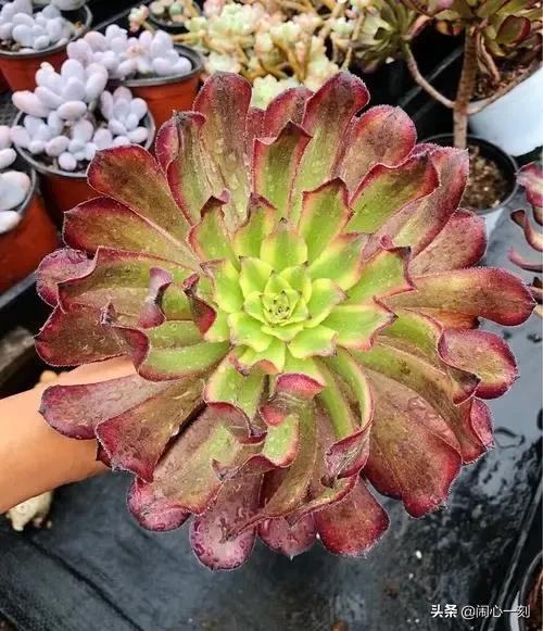 分享——不一樣的多肉