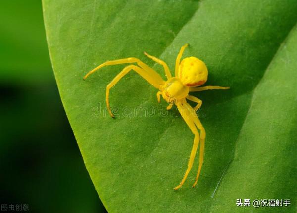 毒蜘蛛-五毒之——蜘蛛毒液,你應該瞭解的毒性知識(一)習性篇 毒蜘蛛-五毒之——蜘蛛毒液,你應該瞭解的毒性知識(一)習性篇