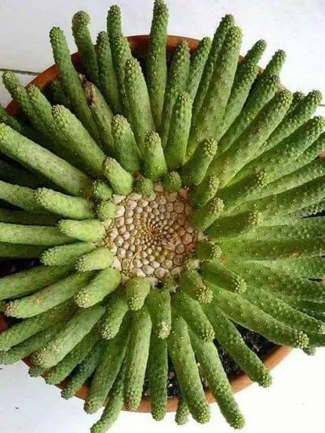 多肉走一波,見證奇妙大自然 多肉走一波,見證奇妙大自然