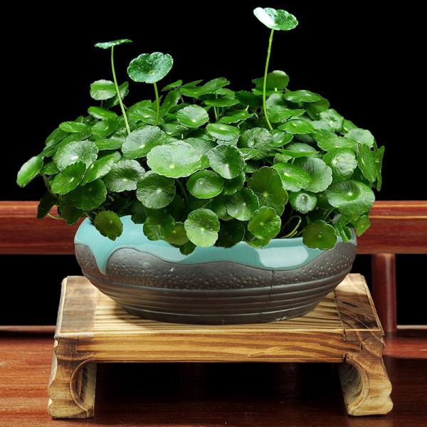 100種觀葉綠植,50種大型的,50種小型的,家裡沒有陽光也能養 100種觀葉綠植,50種大型的,50種小型的,家裡沒有陽光也能養