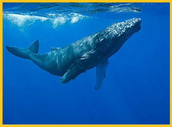 你真的瞭解鯨魚嗎?看完可能顛覆你的認知,祖先竟是陸生動物 你真的瞭解鯨魚嗎?看完可能顛覆你的認知,祖先竟是陸生動物