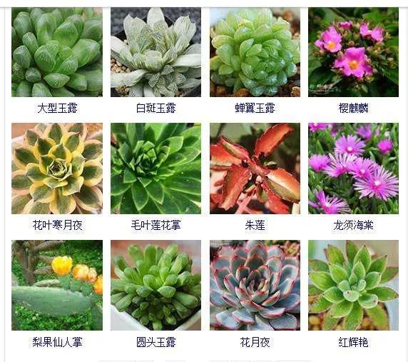 神奇的大自然之多肉植物！竟然很多都沒見過！太神奇了！（下）