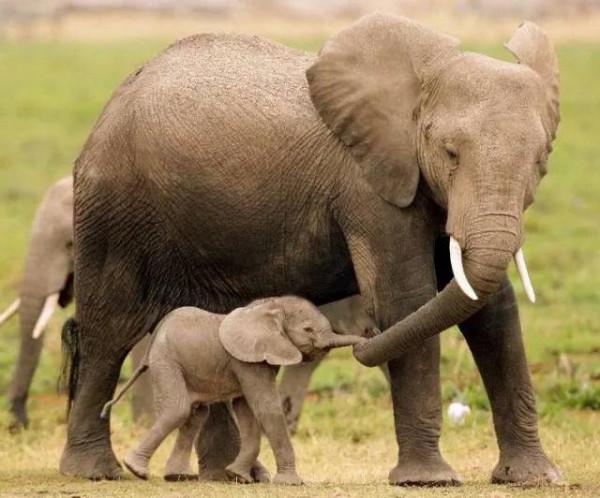世上只有媽媽好，熊貓寶寶在媽媽懷裡撒嬌，鸚鵡寶寶看起來好乖
