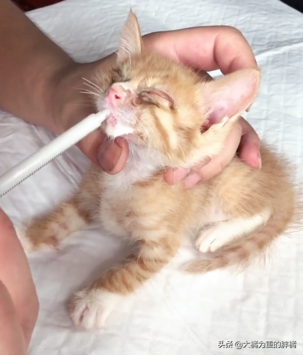 可憐小貓流浪街頭，路邊病倒無依無靠，女子第一次撿貓就成鏟屎官