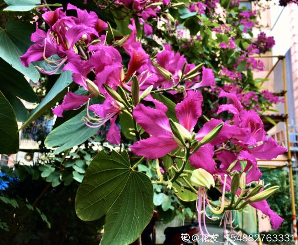 國有國花，市有市花，關於市花，你聽過幾個？