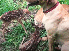 大金毛11年前救了一頭母鹿，結果它每年都會帶著娃上門找狗子幫忙