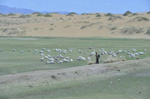 寧夏黃渠橋爆炒羊羔肉好吃有“四大法寶”,缺一樣都是失敗 寧夏黃渠橋爆炒羊羔肉好吃有“四大法寶”,缺一樣都是失敗