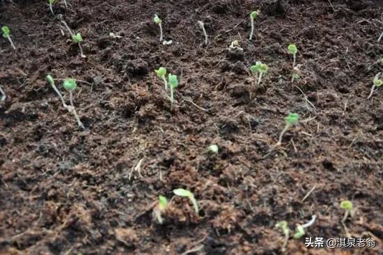 秋冬蘿蔔最佳播種期是啥時?如何確定 秋冬蘿蔔最佳播種期是啥時?如何確定