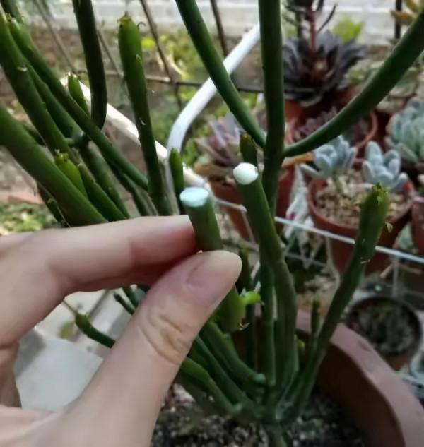 超萌多肉植物“光棍樹”有毒嗎？能養家裡嗎？種植需要注意什麼？
