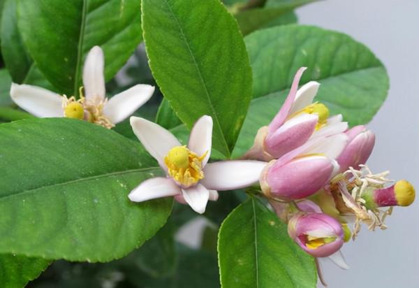 3種“養人樹”，漂亮有香味，能吃能觀賞，建議至少養一種