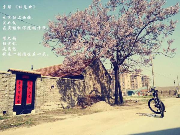 梧桐樹的故事 梧桐樹的故事