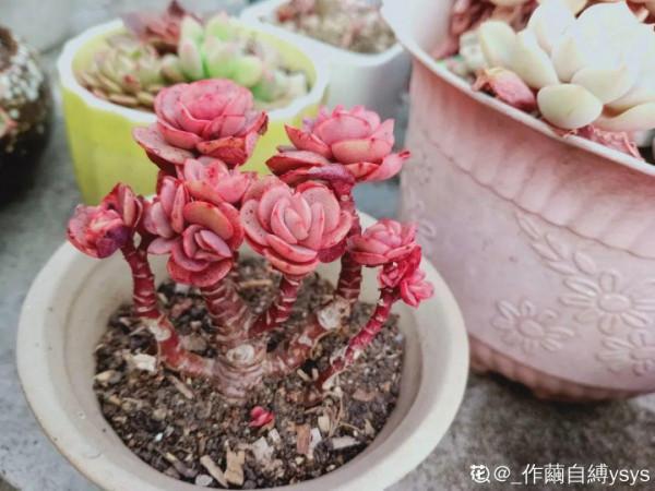 紅、黃、藍、黑，4種彩色多肉，你喜歡哪一款？