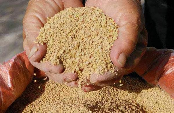 小雞飼料這麼用，既能避開小魚鬧窩，鯉魚給口接二連三