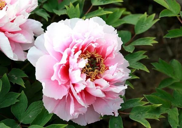 《編花籃》因署名起糾紛，作者怒討著作權，究竟誰該享有民歌版權