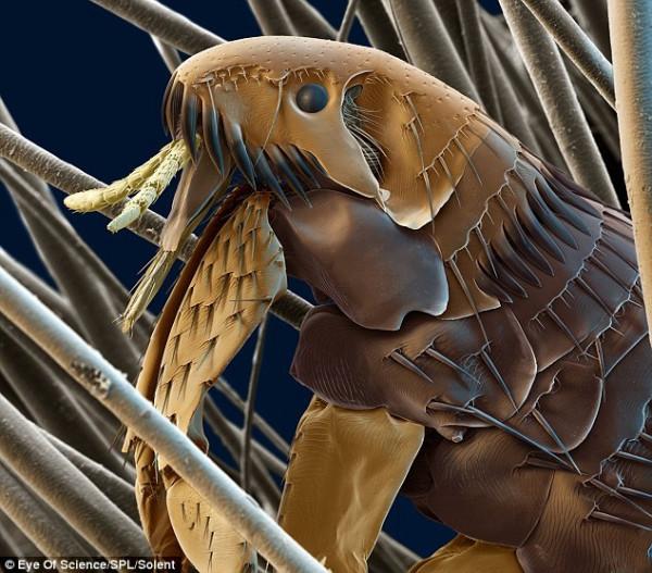 高倍顯微鏡下的微生物：水熊蟲真空環境可活10天