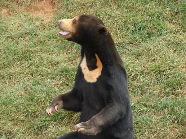 哀牢山動物收容所的“熊大”