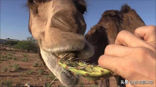 金皮樹葉有多毒?有人用它擦屁股後自殺,英國卻想研製生化武器 金皮樹葉有多毒?有人用它擦屁股後自殺,英國卻想研製生化武器