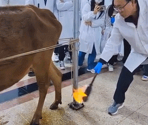 獸醫老師示範給牛做理療，一旁的學生十分投入：這牛也太享受了