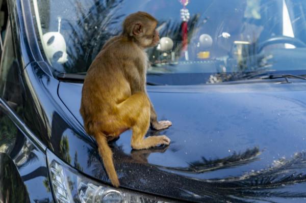 海南：南灣猴島的獼猴惹人喜愛