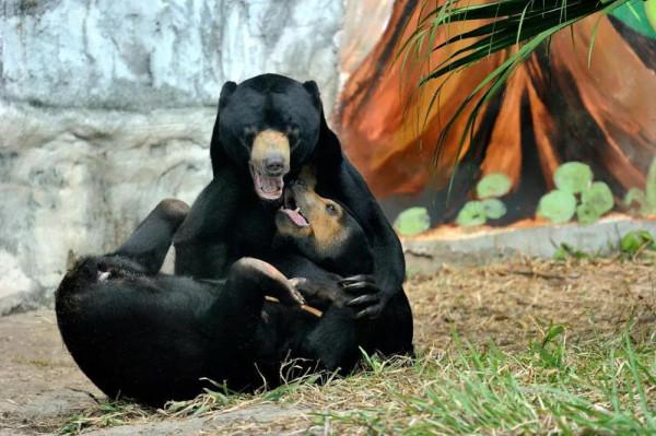 瀕危程度高於大熊貓，廣州動物園的“熊孩子”滿月啦
