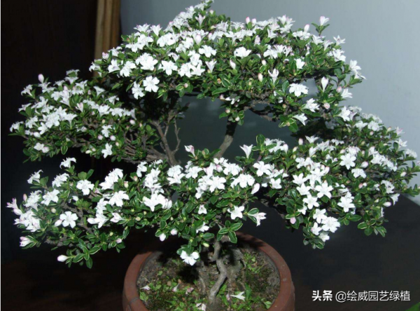 南方就養六月雪,開花就如下雪般美麗!在家裡看花海 南方就養六月雪,開花就如下雪般美麗!在家裡看花海