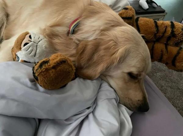 小金毛第一次看下雪特興奮，還特地把心愛的玩具叼出來一起玩雪