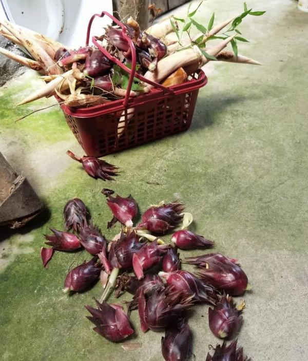 春天挖野菜，這些解膩清油的小嫩苗千萬別錯過
