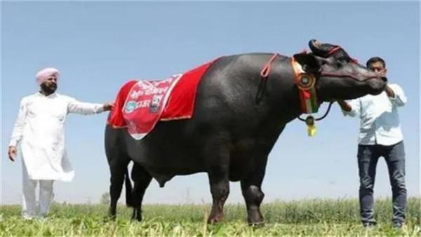 身價2000萬的“印度神牛”,配一次種5萬元,每天都要喝威士忌 身價2000萬的“印度神牛”,配一次種5萬元,每天都要喝威士忌