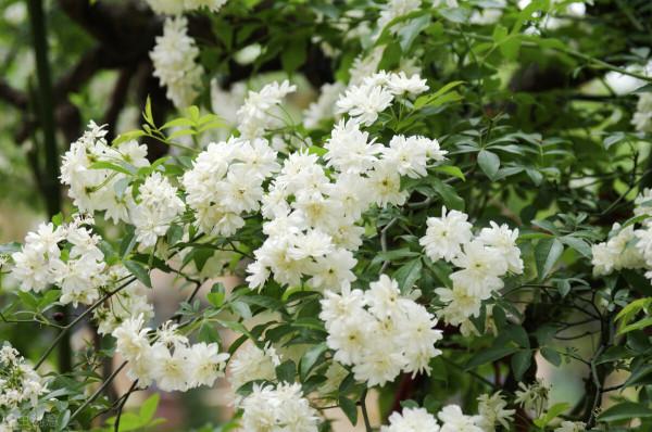 木香：望若香雪，高架萬條