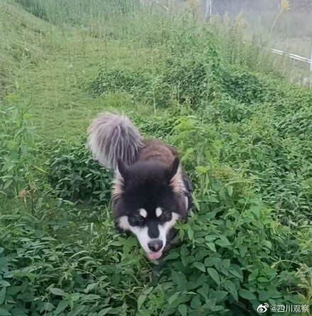 撲下河救人的狗狗叫蛋撻 網友：又萌又可靠