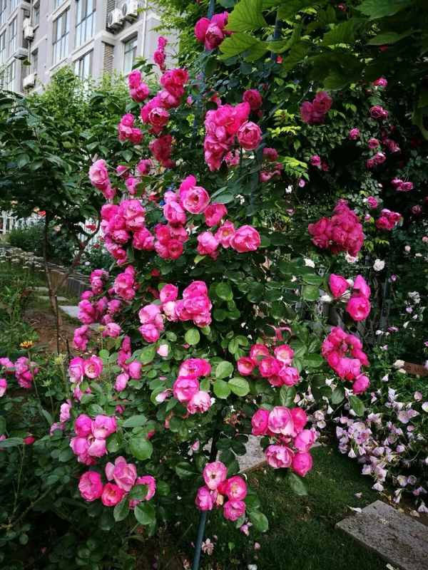 這樣的小院就是我夢想中的花園