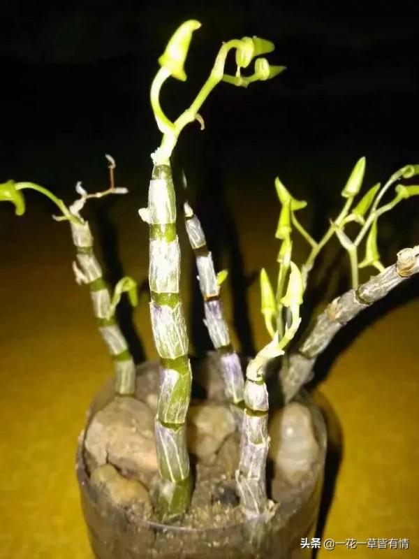 不知朋友們，有沒有在雲南買過，或網購過鮮石斛，自己在家可栽活