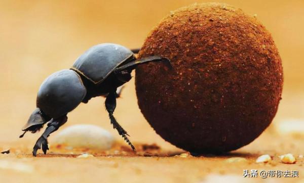 聖甲蟲在古埃及真的存在嗎? 聖甲蟲在古埃及真的存在嗎?