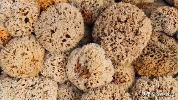 恐龍曾經“是”河馬?這6個動物冷知識你知道嗎? 恐龍曾經“是”河馬?這6個動物冷知識你知道嗎?