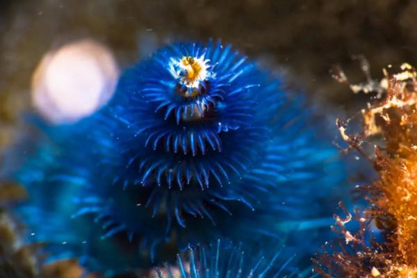 海洋探索｜海底綻放的&OpenCurlyDoubleQuote;聖誕樹&rdquo;&mdash;&mdash;大旋鰓蟲