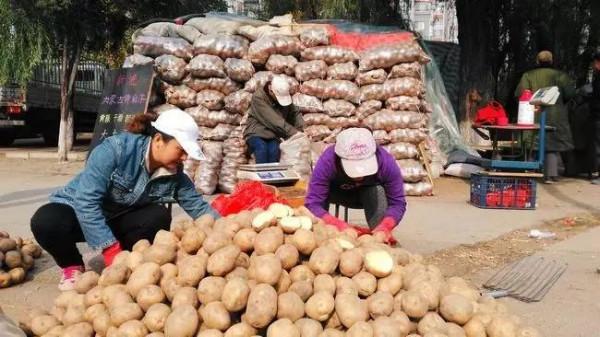 才知道，“黃皮土豆”和“白皮土豆”區別這麼大，可別再買錯了