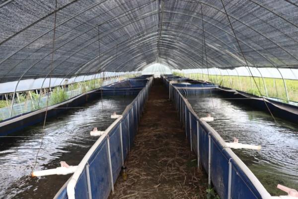 我的天吶！小螞蝗竟然成了致富的“軟黃金”