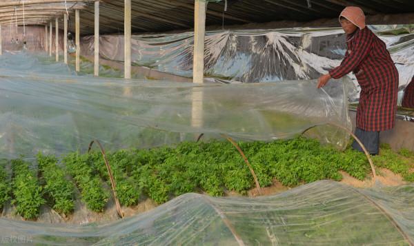 為何有人在農村收香椿籽？5個用途，其一可解決一些男女煩惱問題