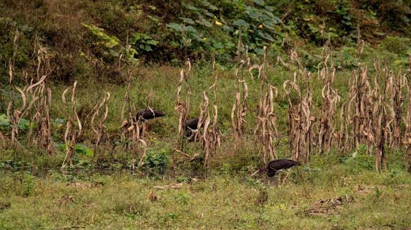 影片丨國家一級保護動物黑鸛現身瓦屋山，原來它長這個樣子