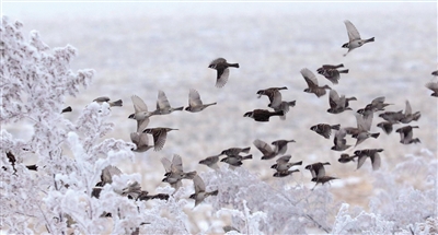 生態環境美 鳥兒翩翩來