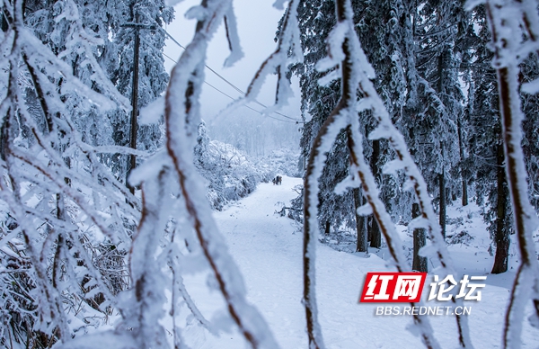 醉美！在冰雪世界裡，領略到了冬日限量版最美西晃山
