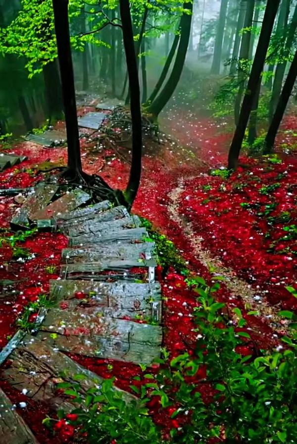 美景：大自然多姿多彩的饋贈