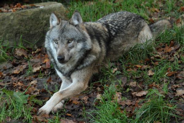 故事 兇惡的大灰狼也懂得親情 為了救活小狼崽 它們很友好的求助人類